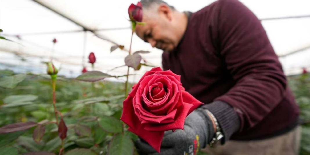 Türkiye’de üretimin %20’sini kucaklıyor: 12.500 dekarda yılda 214 milyon üretime imza atıyor 1